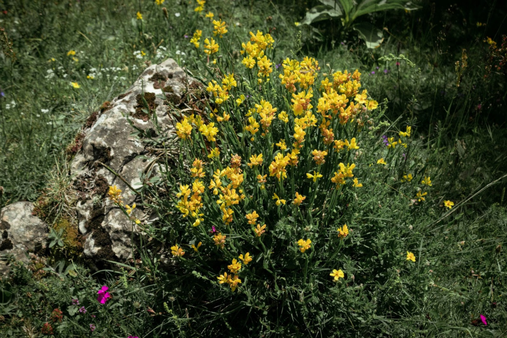 image 23