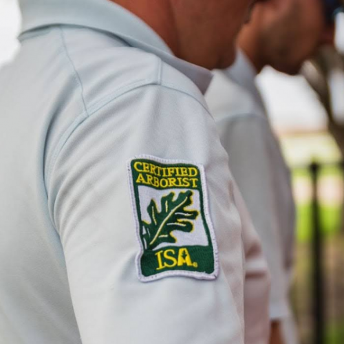 certified arborist inspecting a tree