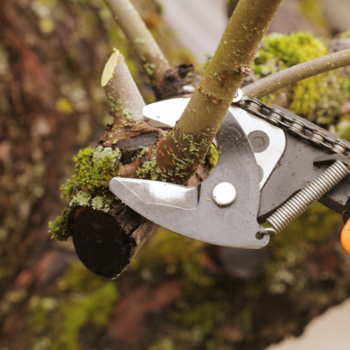 cutting a tree branch