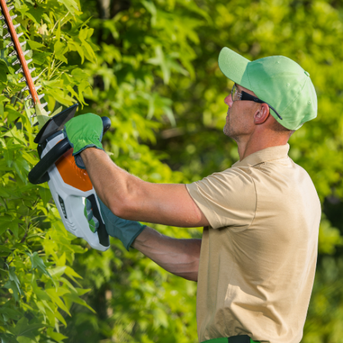 A tree service worker trims tree branches with a hedge trimmer while standing on the ground, performing routine shrub maintenance.